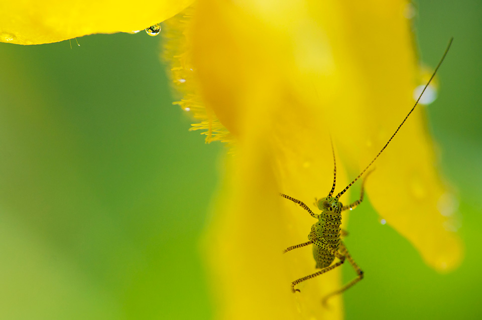 Macro photography manual focus Macro photography manual focus