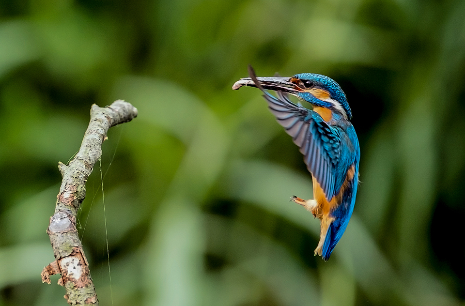 Kingfisher
