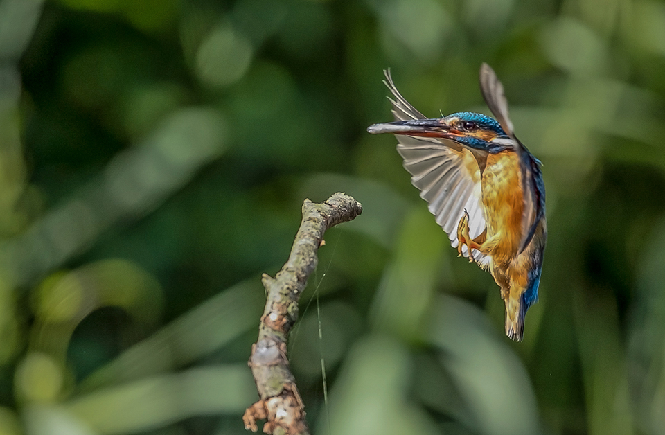 Kingfisher