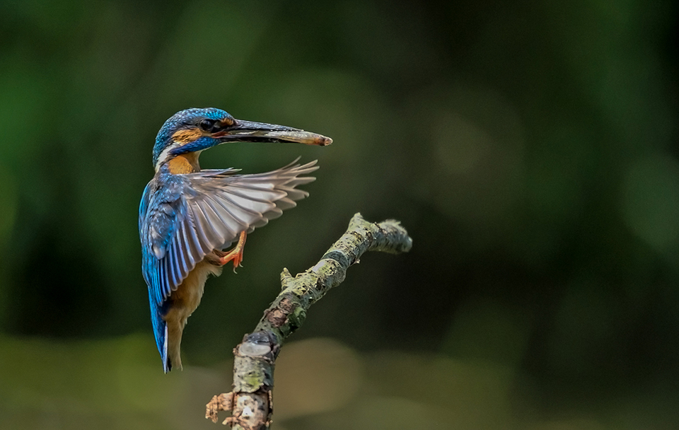 Kingfisher