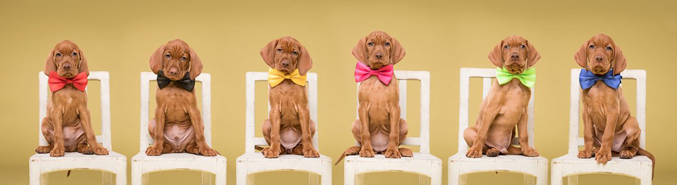 An Smedts Litter An Smedts Litter