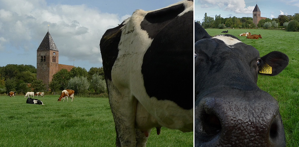 Bob van Zalm - Westerwijtwerd - cow