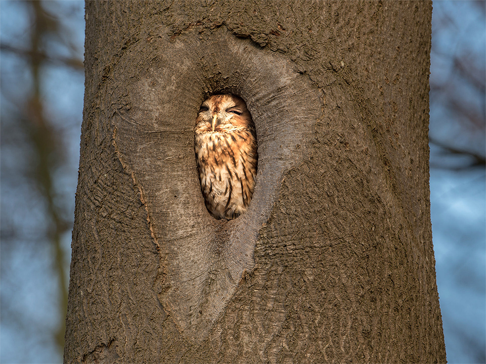 Tawny owl beside a footpath in a small park