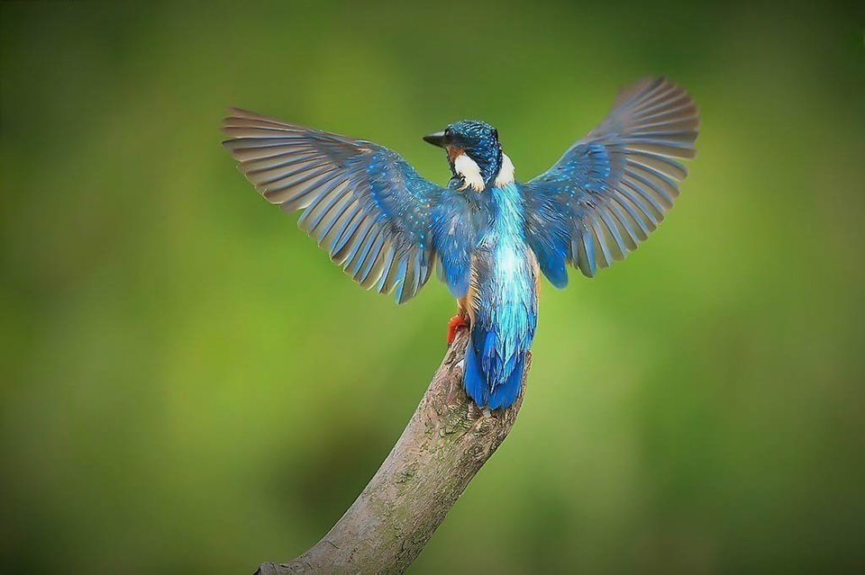 Harry Kiewiet 1 kingfisher nesting banks