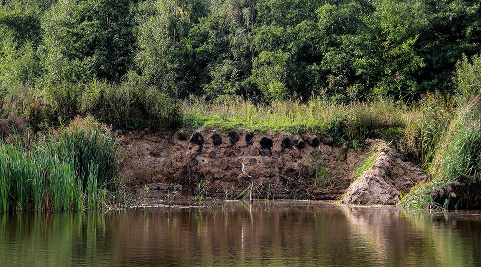 Harry Kiewiet 6 kingfisher nesting banks