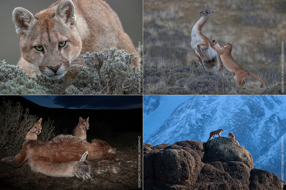 Ingo Arndt Wild Pumas of Patagonia Ingo Arndt Wild Pumas of Patagonia