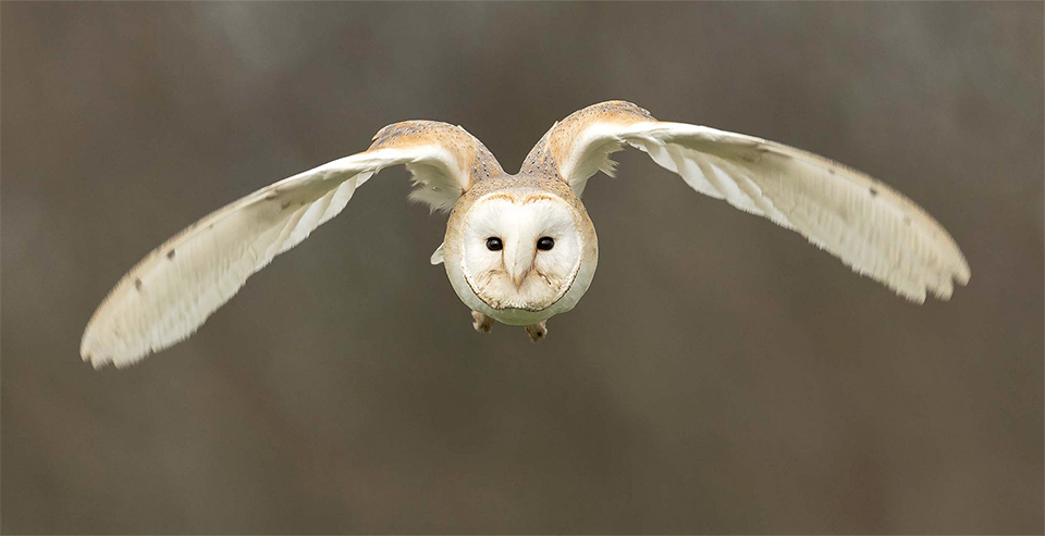 Barn owl in flight at bird of prey show