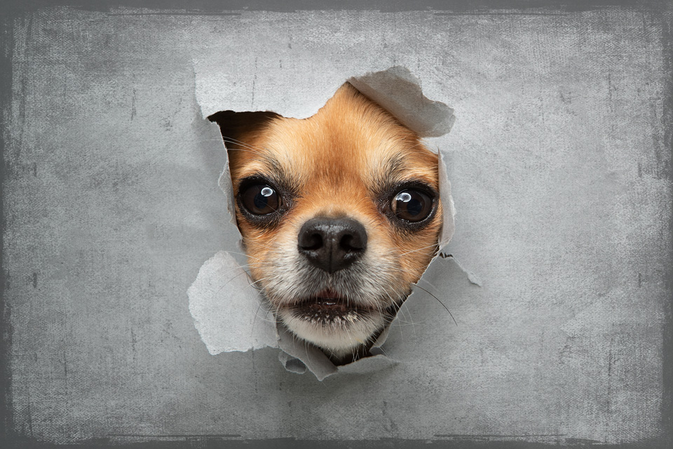 Head through paper Head through paper