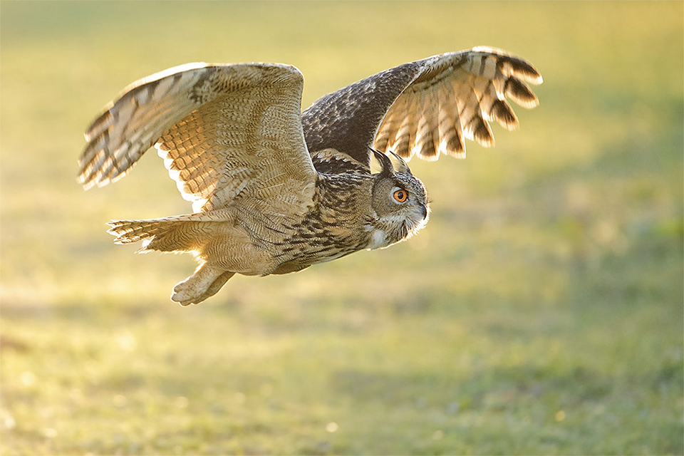 Eagle owl backlit