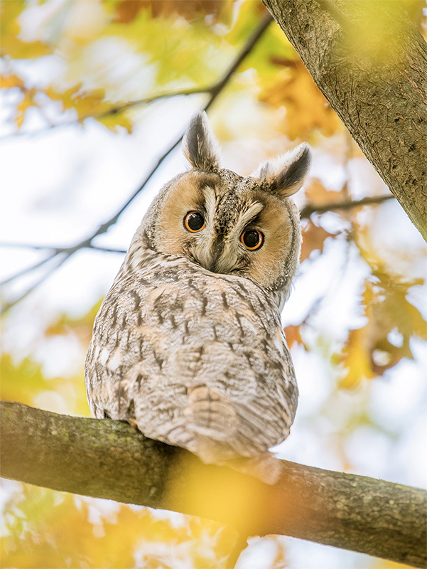 Long-eared owl in oak tree beside primary school