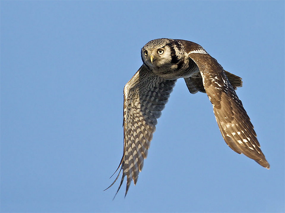 Northern hawk owl in flight Zwolle January 2014