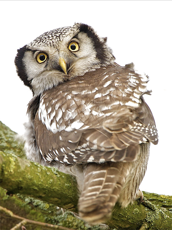 Northern hawk owl looking back Zwolle 
