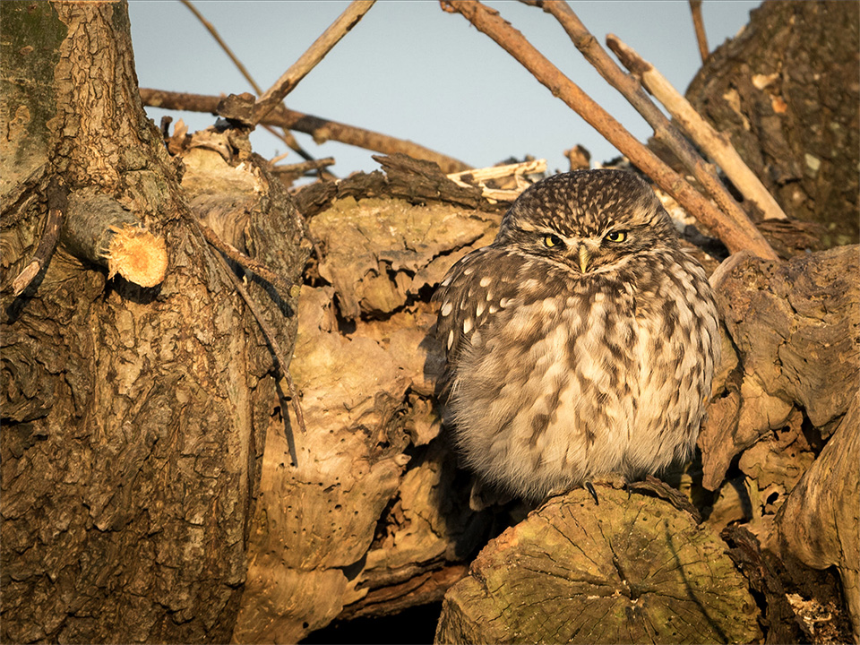 Little owl 1 sunbathing in willow