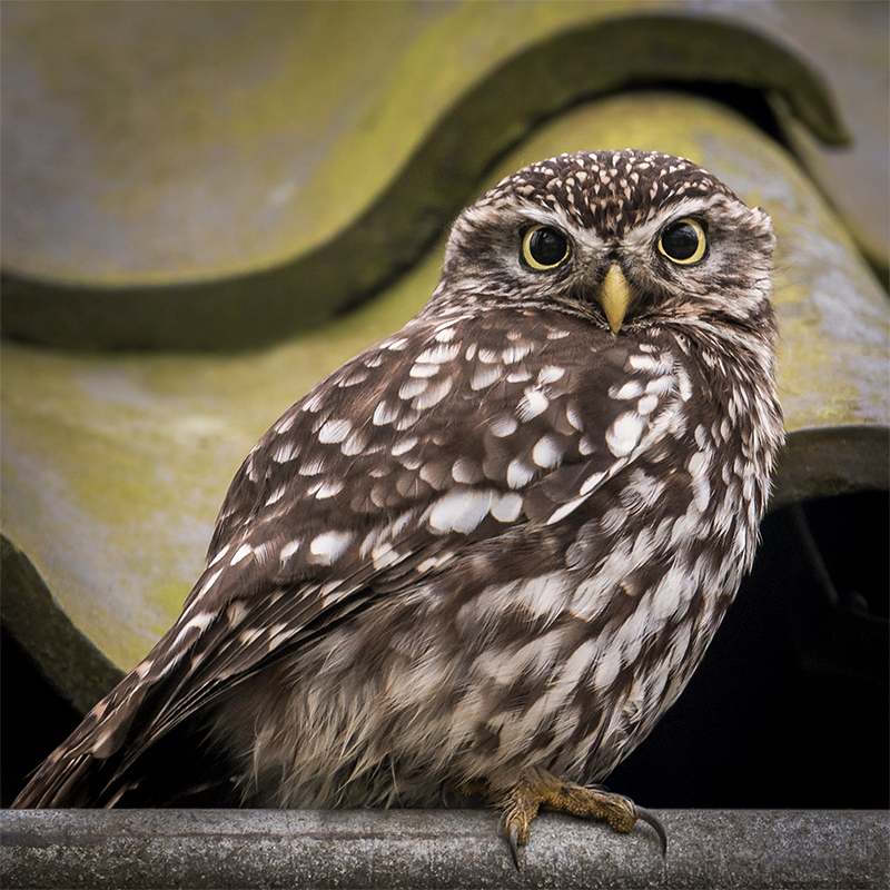 Little owl 2 in gutter of old barn
