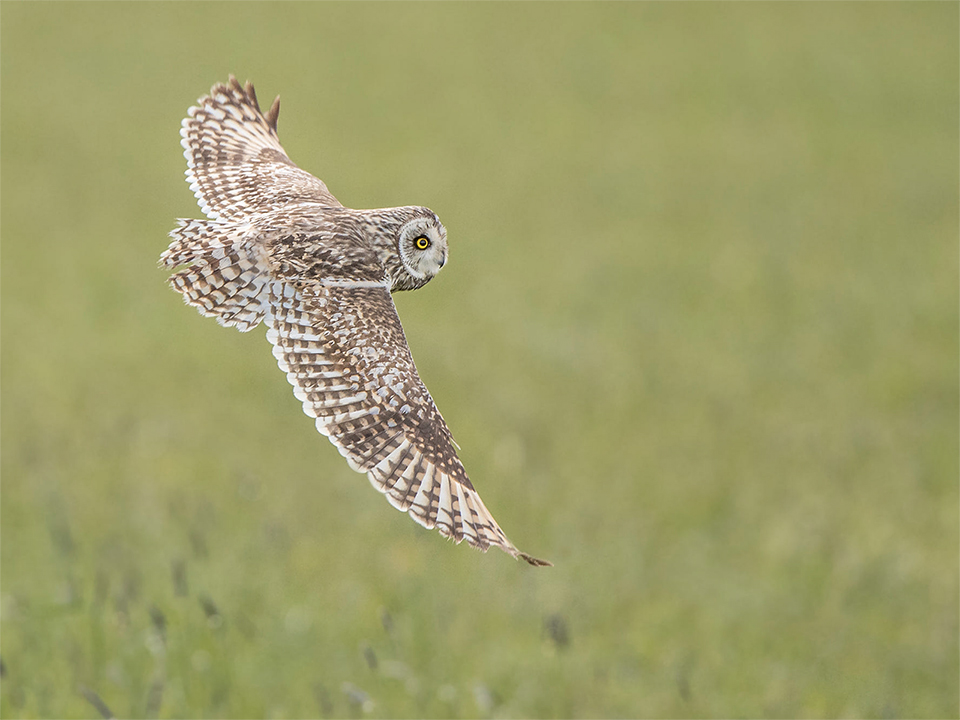Short-eared owl hunting Zwolle April 2016