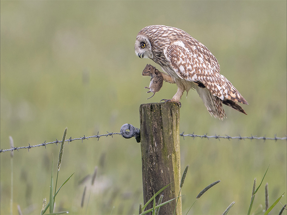 Short-eared owl eating a mouse Zwolle April 2016