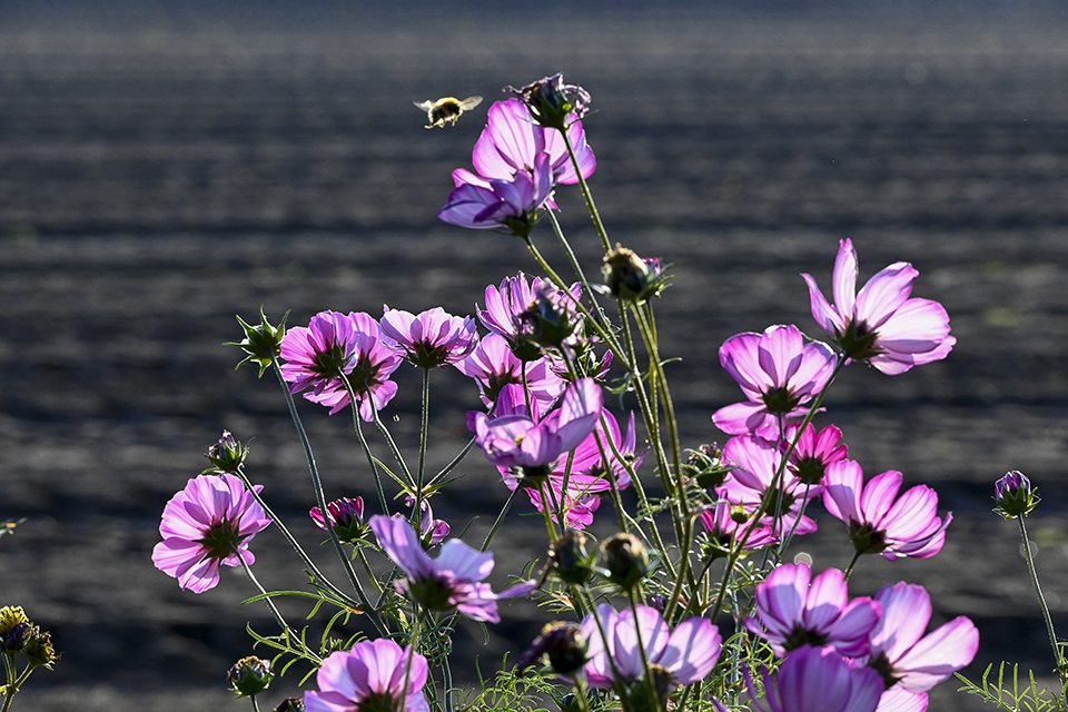 DSC0447 DSC0447