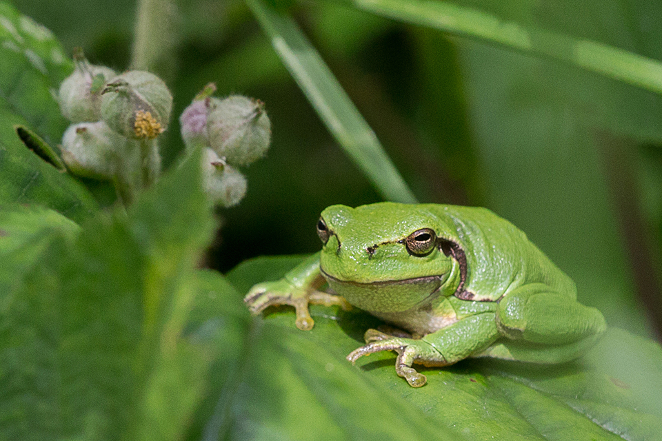 Tree frog Tree frog