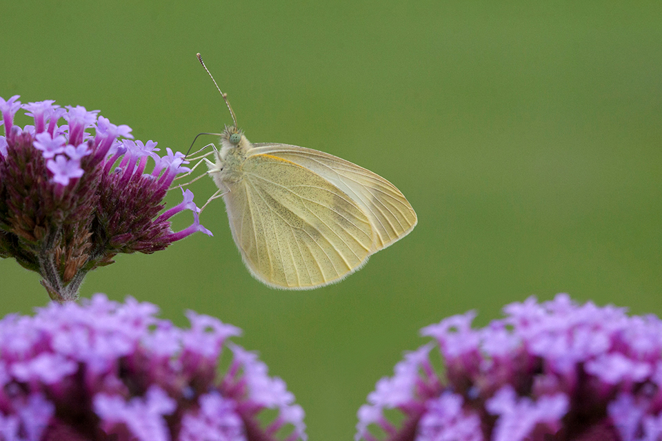 Butterfly Butterfly