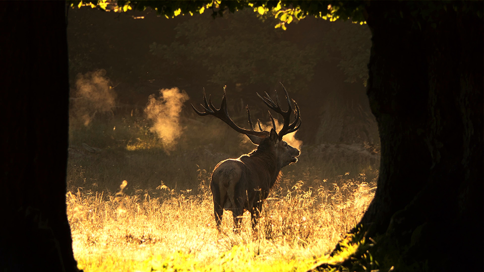 Steaming red deer during the rut Steaming red deer during the rut