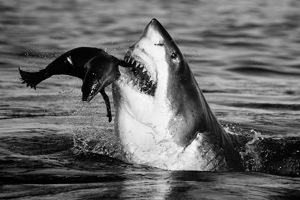 David Yarrow jaws false bay south africa