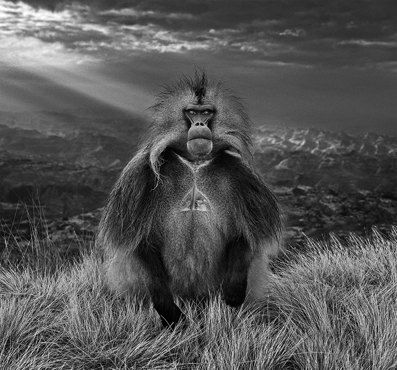 David Yarrow members only simien mountains ethiopia