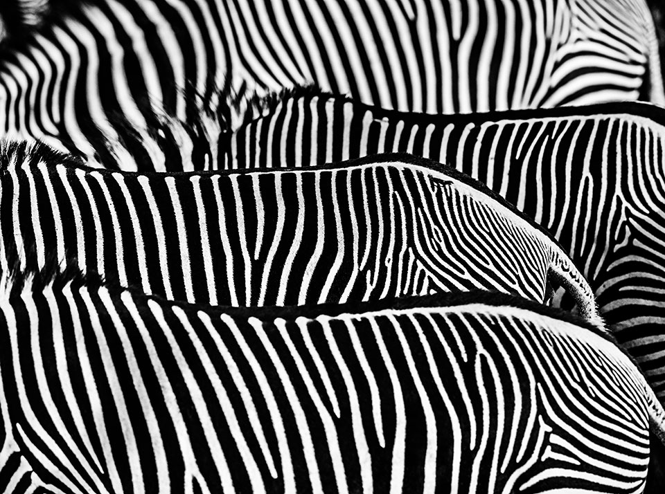 David Yarrow the factory lewa kenya