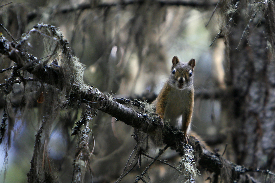 Squirrel, Indian Summer Squirrel, Indian Summer