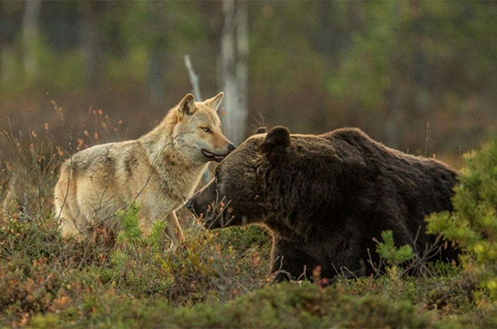 Grey wolf brown bear friendship 1