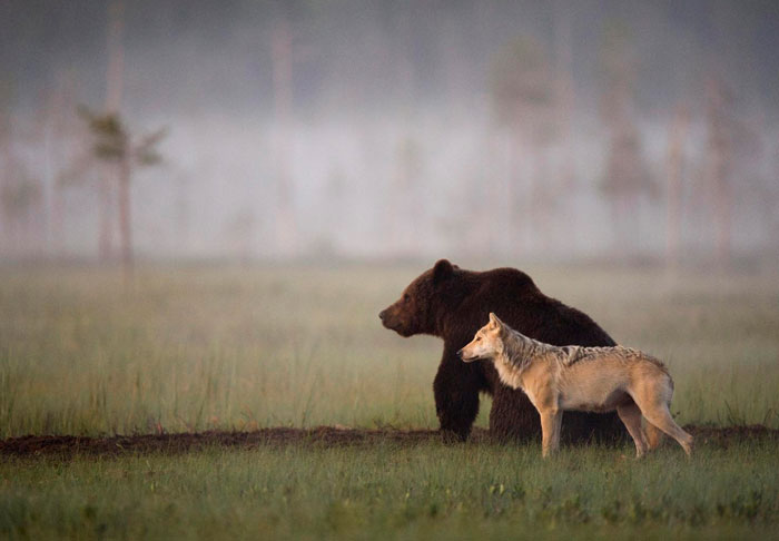 Grey wolf brown bear friendship 2