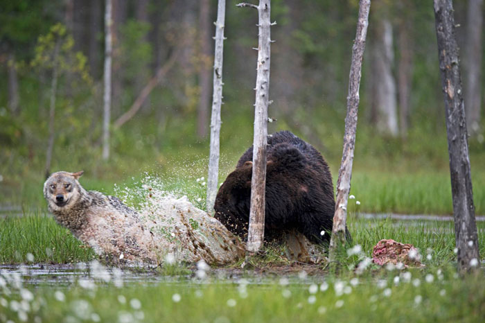 Grey wolf brown bear friendship 3