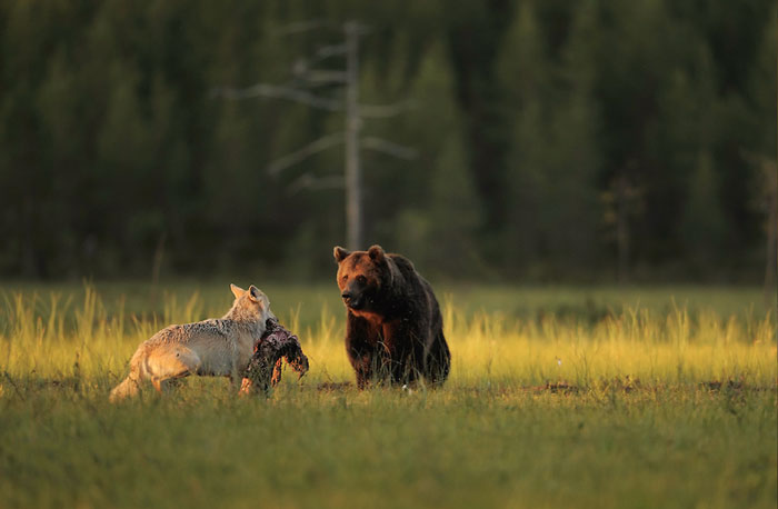 Grey wolf brown bear friendship 4