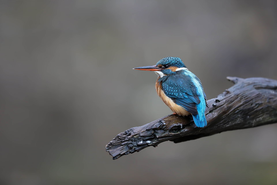 Harry Kiewiet kingfisher by-catch Harry Kiewiet kingfisher by-catch