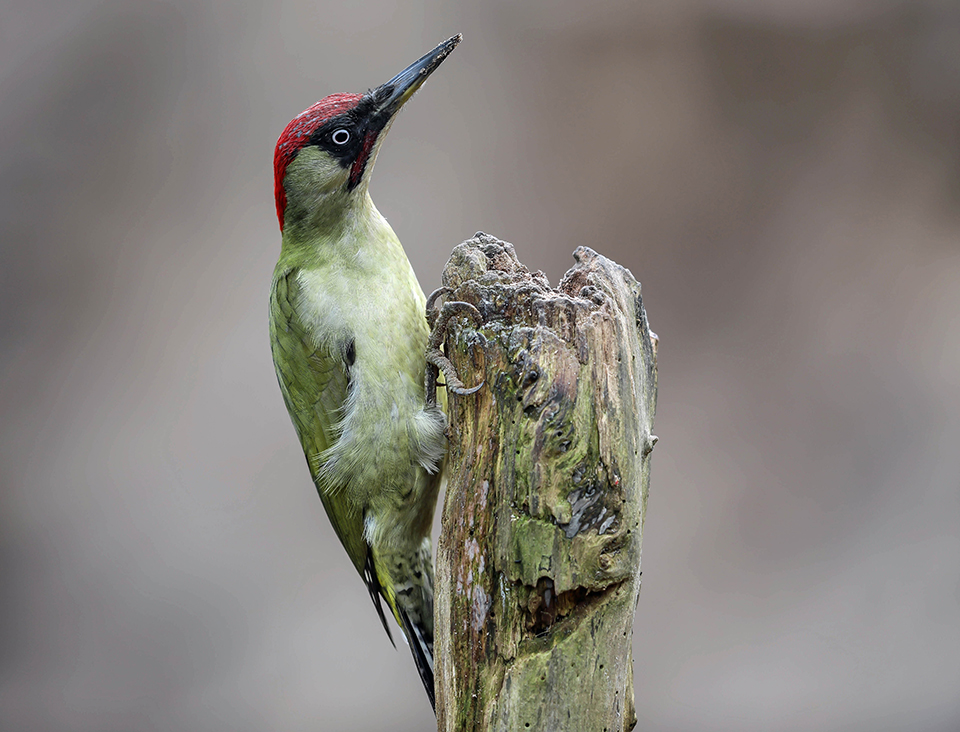 Harry Kiewiet green woodpecker Harry Kiewiet green woodpecker