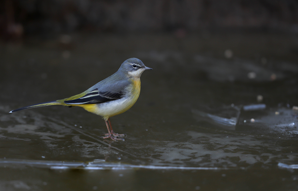 Harry Kiewiet grey wagtail Harry Kiewiet grey wagtail