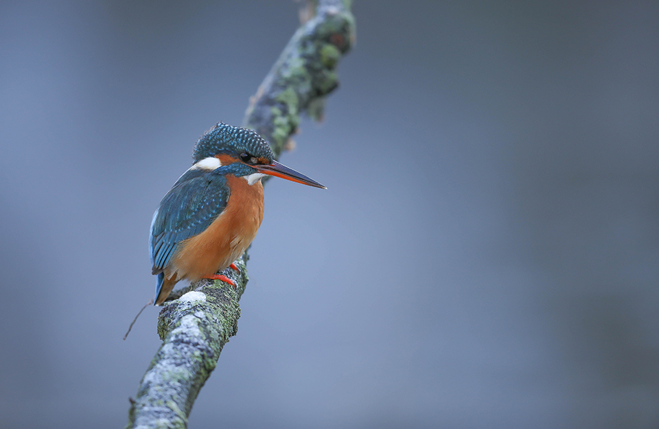 Harry kiewiet kingfisher article2