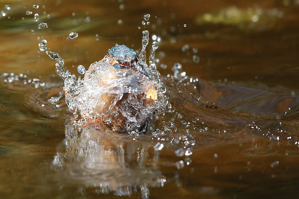 Harry Kiewiet - kingfisher dive