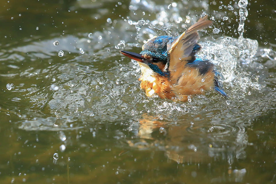 Harry Kiewiet - kingfisher dive