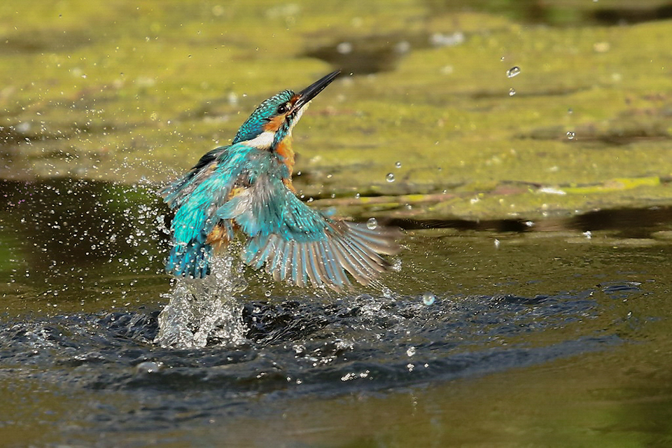 Harry Kiewiet - kingfisher dive