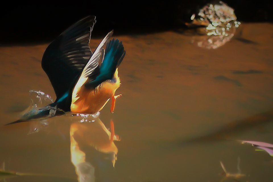 Harry Kiewiet - kingfisher dive