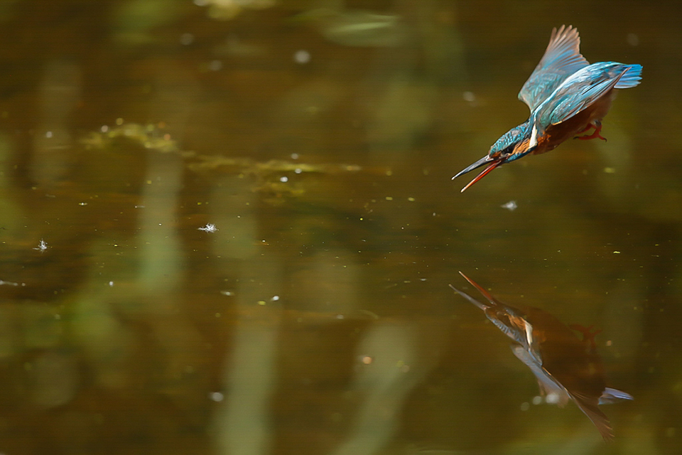 Harry Kiewiet - kingfisher dive