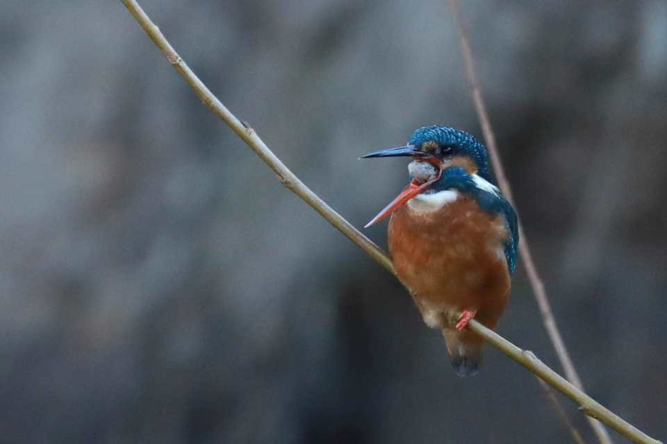 Harry Kiewiet - kingfisher with a pellet Harry Kiewiet - kingfisher with a pellet