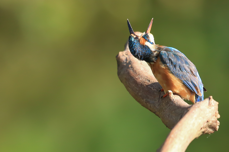Harry Kiewiet - kingfisher with a pellet Harry Kiewiet - kingfisher with a pellet