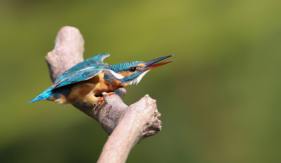 Harry Kiewiet kingfisher threat 1