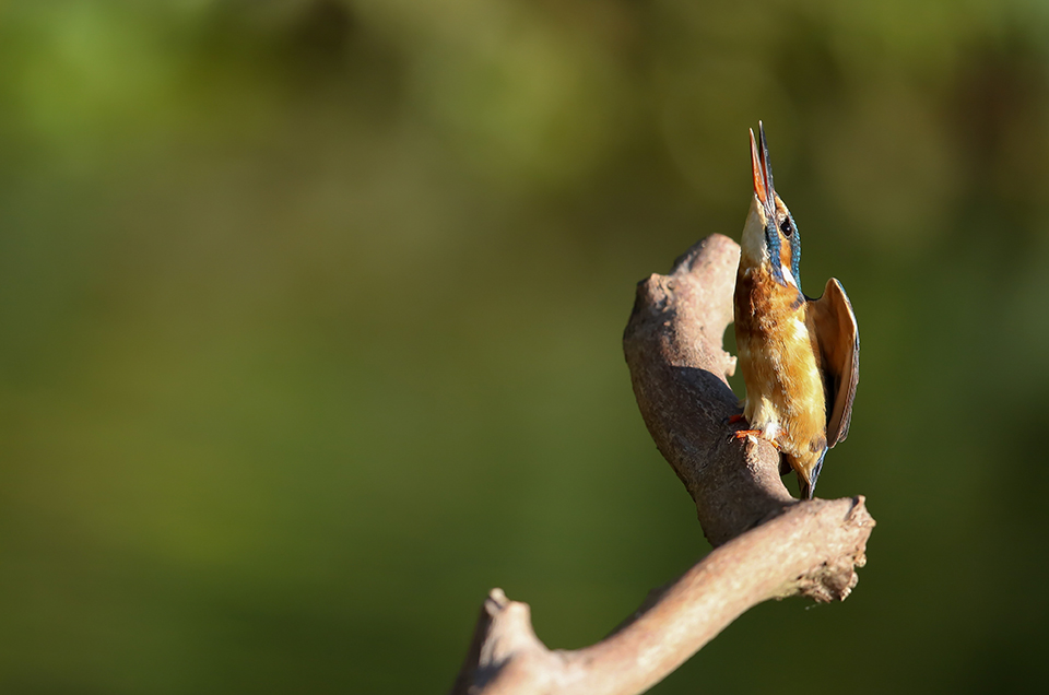 Harry Kiewiet kingfisher threat 2