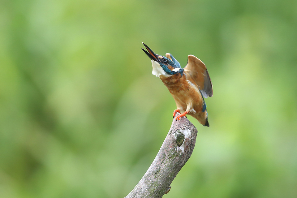 Harry Kiewiet kingfisher threat 4