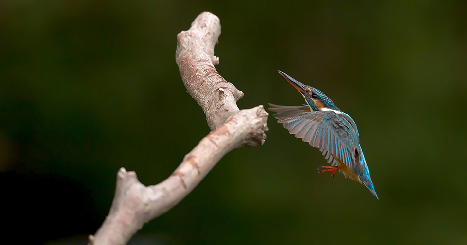 Harry Kiewiet kingfisher in flight Harry Kiewiet kingfisher in flight