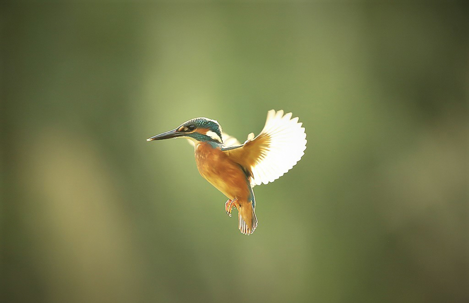 Harry Kiewiet kingfisher in flight Harry Kiewiet kingfisher in flight