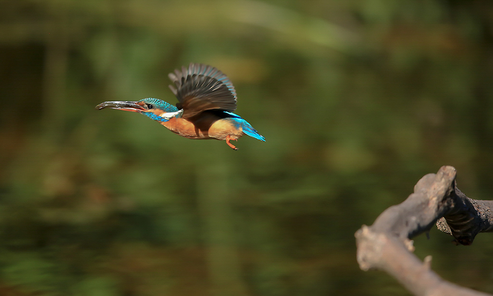 Harry Kiewiet - kingfisher in flight with fish Harry Kiewiet - kingfisher in flight with fish