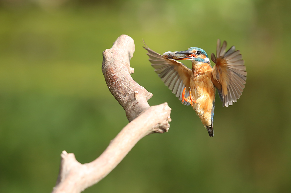 Harry Kiewiet - kingfisher in flight with fish Harry Kiewiet - kingfisher in flight with fish